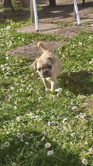 mops mischling männchen 