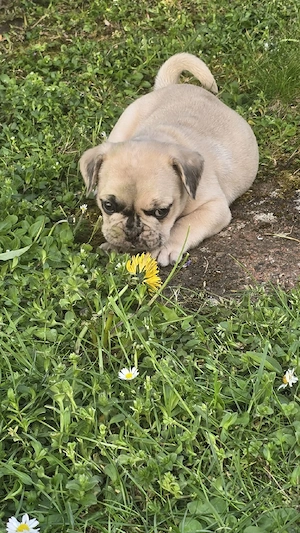 mops mischlinge 
