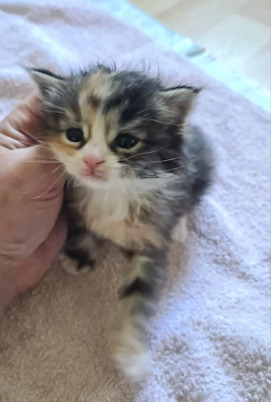 VORSICHT Main Coon Michlinge Kitten 