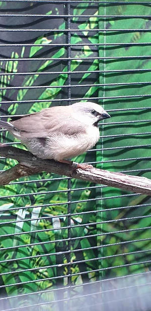 Spitzschwanzamadinen 25 und 26