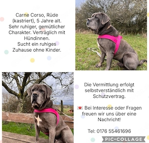 Sanfter Carne Corso sucht Zuhause