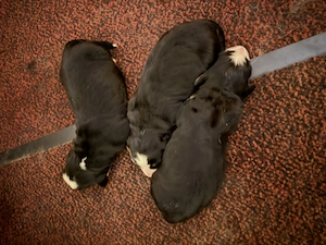 Berner Sennen Hund Welpen