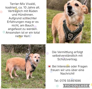 Vivaldi, rüstiger Senior sucht neues Zuhause 