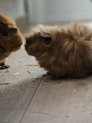 Meerschweinchen Weibchen