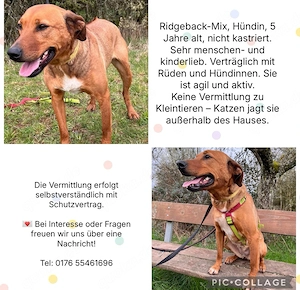 Rhodesian Ridgeback Mix Dame sucbt neues Zuhause 