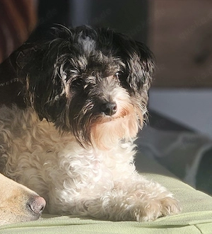 Maltipoo- Hündin  Bild 4