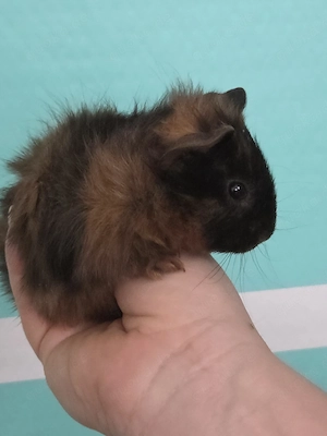 Meerschweinchen Weibchen 