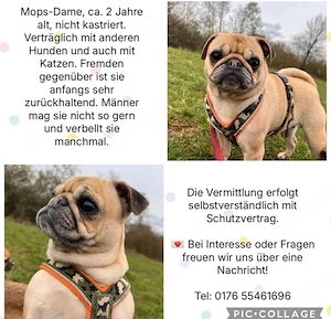 Nette, aktive Mops Lady sucht ihre Familie