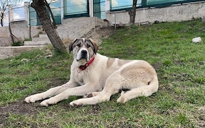 Riesen Schmusebacke Doro