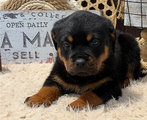 Rottweilerwelpen zu verkaufen