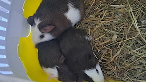 Meerschweinchen weibchen abzugeben