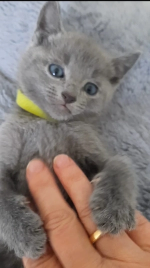 Russisch Blau Kitten
