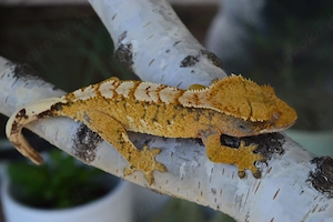 0.1 Kronengecko Yellow Extrem Harlequin 