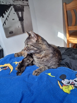 Pomelo   verschmuster, unkomplizierter Kater sucht Zuhause (Peißenberg)