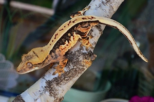 1.0 Kronengecko Tricolor 