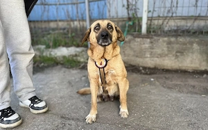 Juliana - sanft und bescheiden