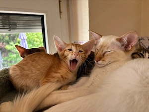 OKH   Orientalisch Kurzhaar & Balinese (Siam in Halblanghaar)