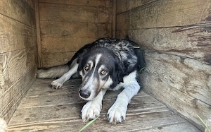 Hier kommt Manny. Dein neuer Begleiter? Bild 8