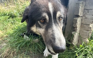 Hier kommt Manny. Dein neuer Begleiter? Bild 5