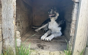 Hier kommt Manny. Dein neuer Begleiter? Bild 4