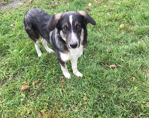 Hier kommt Manny. Dein neuer Begleiter? Bild 2