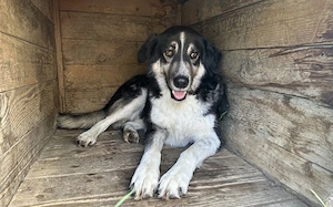 Hier kommt Manny. Dein neuer Begleiter? Bild 7