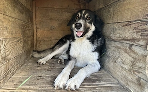 Hier kommt Manny. Dein neuer Begleiter? Bild 6