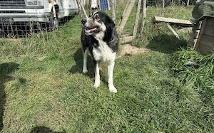 Hier kommt Manny. Dein neuer Begleiter? Bild 3