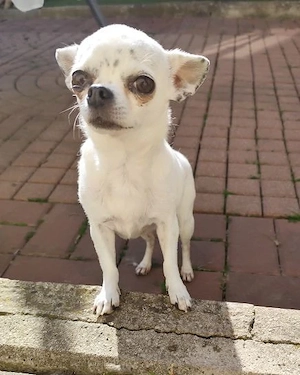 *NINON* Die Süße muss erst Vertrauen in die Menschen aufbauen