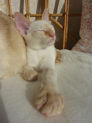 Okh Siam mix Kater red point 