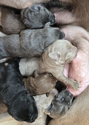 Labrador Welpen mit Ahnentafel- deutsche Zucht