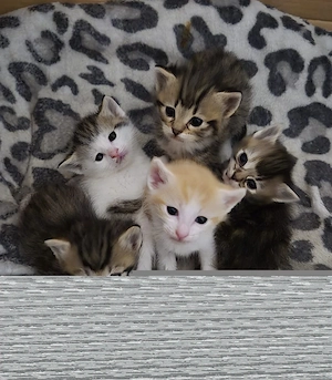 Flauschige Kitten (Maine Coon   Britisch Kurzhaar Mix) suchen Zuhause