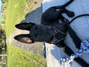  Rüde Don sucht ein neues Zuhause