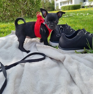 Chihuahua Welpe Weibchen  Bild 2