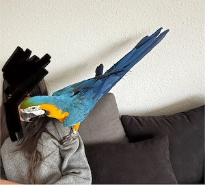 Gelbbrustara, sehr zahm inkl. Voliere 