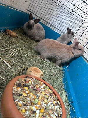 zwergkanninchen 3 jungs 