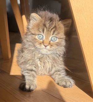 Kuschelige Britisch Kurzhaar Langhaar Kitten