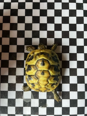 letzte Griechische Landschildkröten Ostrasse Thb 2025