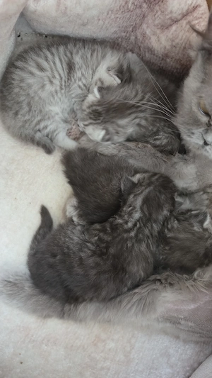 BKH kitten (reservierung möglich)