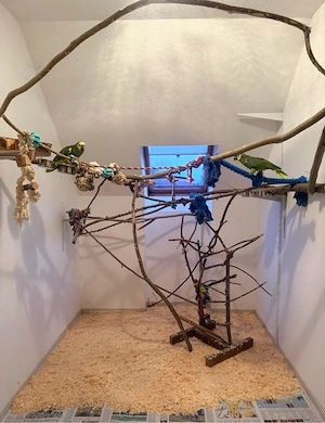 2 männliche Blaustirnamazonen 