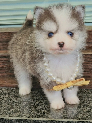 Pomsky F2 Micro & Toy Puppengesicht Bärchentyp Wollycoat 