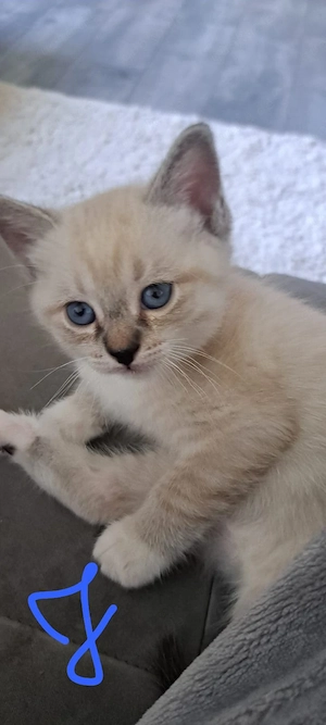 Heilige Birma Siam mix Kitten 
