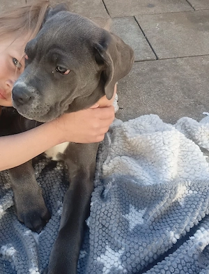 Cane Corso Hündin 13 Wochen alt blue line, selten