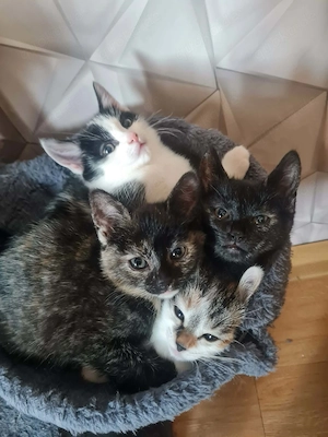 Katzenbabys