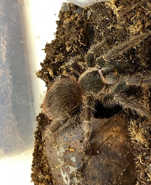 Lasiodora parahybana