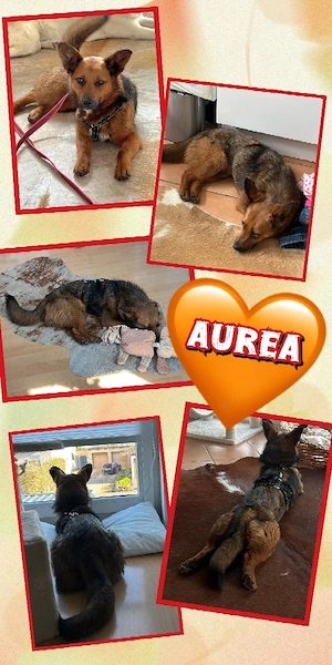 kleine, liebe, junge, katzenverträgliche, menschenbezogene Hündin "Aurea" sucht ein Zuhause