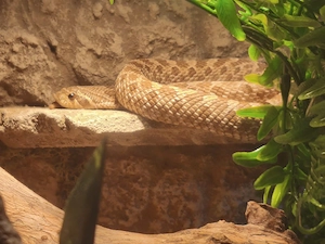 Heterodon Nasicus 1.0 ca. 2023