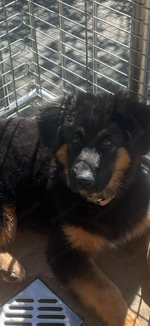 Wunderschöne langhaarige Hündin sucht liebevolles Zuhause