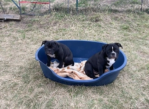 Alternative Bulldog-Welpen zu verkaufen