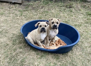 Alternative Bulldoggenwelpen zu verkaufen